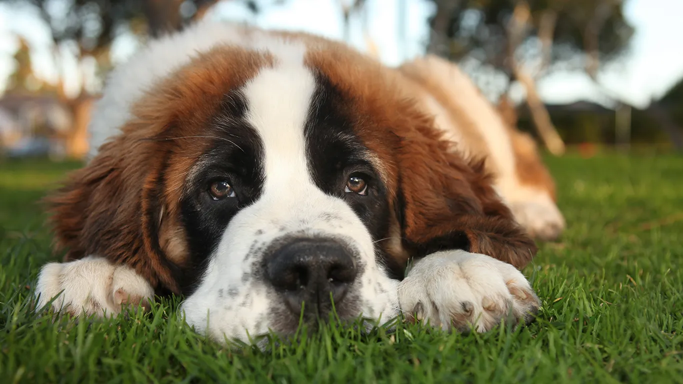 Image of SAINT BERNARD posted on 2022-03-13 14:06:50 from surat